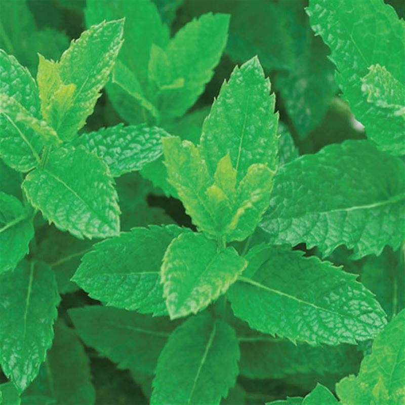 Menta Maroccan